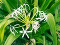 An unusual Lily with delicate fancy petals