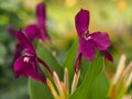 Unusual alpine flowers, Roscoea Harvington Evening Star