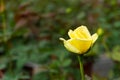 Unusual lonely yellow rose flower in the garden Royalty Free Stock Photo