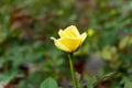 Unusual lonely yellow rose flower in the garden Royalty Free Stock Photo