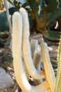 Unusual long shaggy cactus.