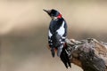 An Unusual Look at the Great Spotted Woodpecker.