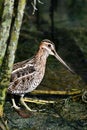 Wilson\'s Snipe bird