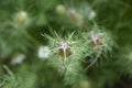 Unusual Love in a Mist Flower Blossom Royalty Free Stock Photo