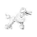 Unusual mixture of animals. Poodle dog with crocodile head. Hybrids species sketch. Fantasy art.
