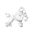 Unusual mixture of animals. Poodle dog with elephant head. Hybrids species sketch. Fantasy art.