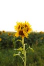 Unusual modified sunflower mutation at field. Deformulated conjoined mutated yellow flower with three heads. Climate