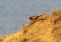 An unusual morning photo of a male and two female pheasants descend along a steep slope Royalty Free Stock Photo