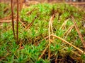 Unusual moss green needles with carpet Royalty Free Stock Photo