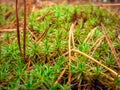 Unusual moss green needles with carpet