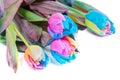 Unusual multicolored tulips Royalty Free Stock Photo