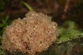 An unusual mushroom saprophyte on a rotting stump. Light brown tubules stretch upward.