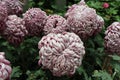 Unusual grey white bundle shaped Dahlias