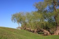 Unusual old trees