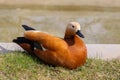 Unusual Orange Duck Ogar near the pond in Moscow