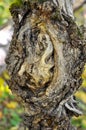 Unusual outgrowth on a tree trunk. The internal structure of the tree, bark, moss, against the backdrop of an autumn Royalty Free Stock Photo