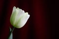 Unusual pale green tulip. Floral background