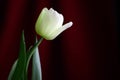 Unusual pale green tulip. Floral background