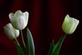 Unusual pale green tulips. Floral background