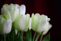 Unusual pale green tulips. Floral background