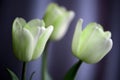 Unusual pale green tulips. Floral background