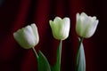 Unusual pale green tulips. Floral background