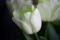 Unusual pale green tulips. Floral background