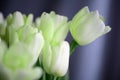 Unusual pale green tulips. Floral background