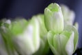 Unusual pale green tulips. Floral background