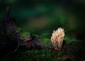 Unusual pale lichen