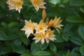 Unusual pale orange rhododendron or azalea type of flower with foliage