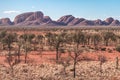 Unusual panoramic view of Mount Kata Tjuta - The Olgas. Several rocky domes eroded by water and wind. Trees and dry vegetation.