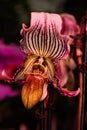 Paphiopedilum fairrieanum