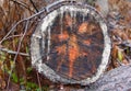 Unusual pattern in a cross cut through a northern white pine tree trunk in a forest.