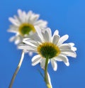 Unusual perspective macro shot of white daisy flower, from underneath Royalty Free Stock Photo