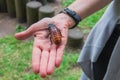 Unusual pets concept. Central American giant cave cockroach, Blaberus giganteus on the woman`s hand. One of the largest