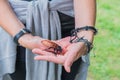 Unusual pets concept. Central American giant cave cockroach, Blaberus giganteus on the woman`s hand. One of the largest