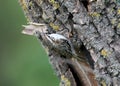 Unusual photo common treecreeper Certhia familiaris