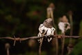 An unusual photo of a dry withered flower with a wire in spines Royalty Free Stock Photo