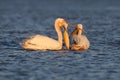 Unusual photo of white pelican with wide open beak