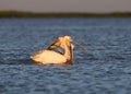 Unusual photo of white pelican with wide open beak