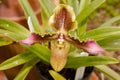 Unusual Phragmipedium Orchid