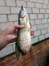 Unusual pike fish without a tail, an unusual catch on a fishing trip. Freaks and anomalies among animals