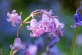 Unusual pink bluebells amongst cluster of wild bluebells, photographed in spring in Pinner in the UK.