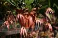 Unusual pink Bulbophyllum orchid in full bloom