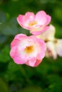 Unusual pink flowers close-up