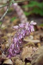 Unusual pink flowers of common toothwort, inflorescence of rare parasitic plant, living underground on tree roots