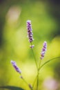 Unusual pink Polygonum scabrum Moench