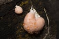 Unusual pink tree fungus