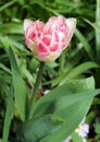 Unusual Pink and White tulip like flower in a garden